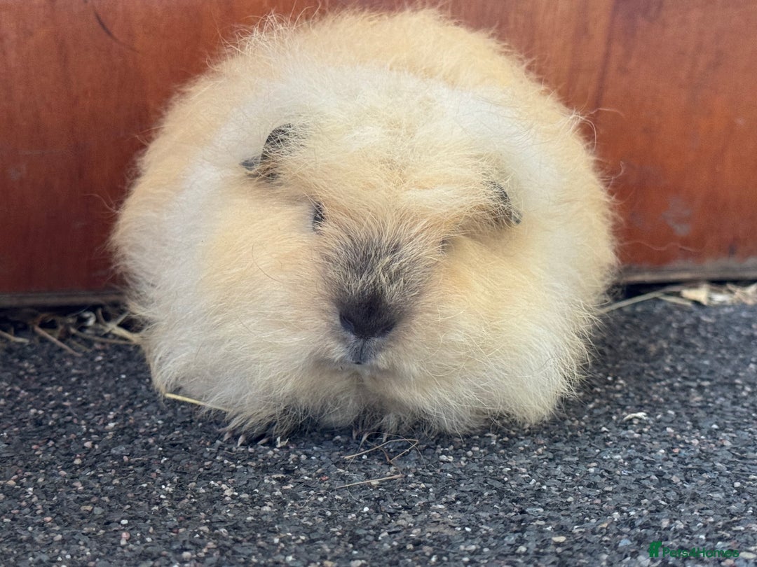 Guinea Pig rodents for sale: Pure Bred Swiss Guinea Pig Boars - Image 15