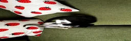 Domestic Shorthair cats for sale: Stray kittens for adoption - Advert 6