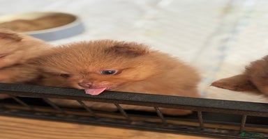 Pomeranian dogs - Advert 6