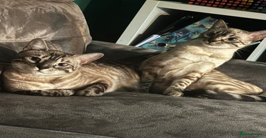 Bengal cats - Advert 12