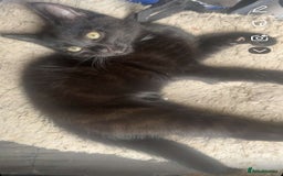 Mixed Breed cats for sale: Beautiful girl for sale  - Image 2