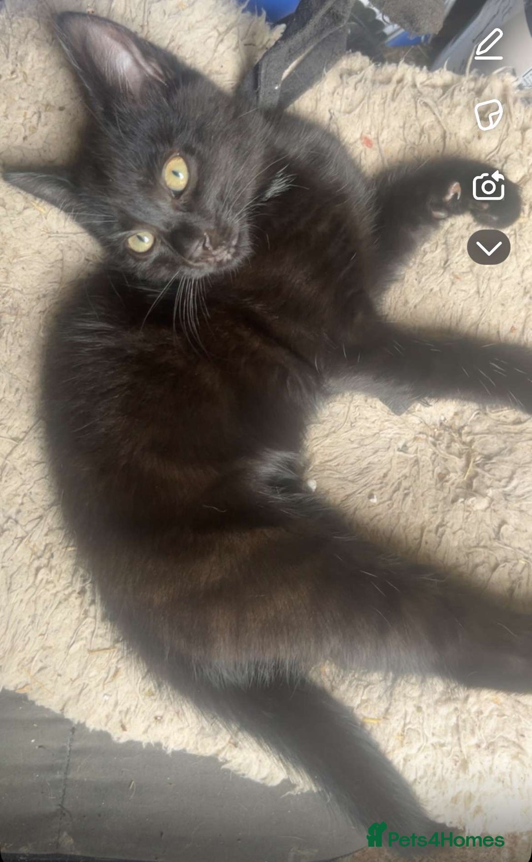 Mixed Breed cats for sale: Beautiful girl for sale  - Image 2