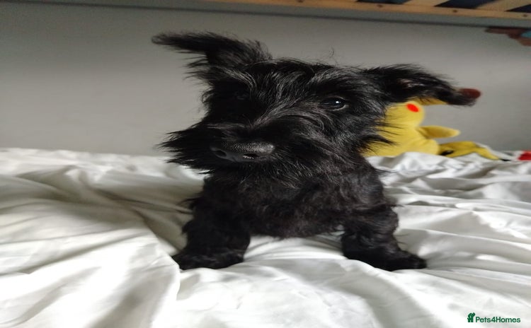 Scottish Terrier dogs - Advert 1