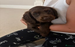 Cocker Spaniel dogs for sale: Working cocker spaniel puppies  in Bury Saint Edmunds - Image 9