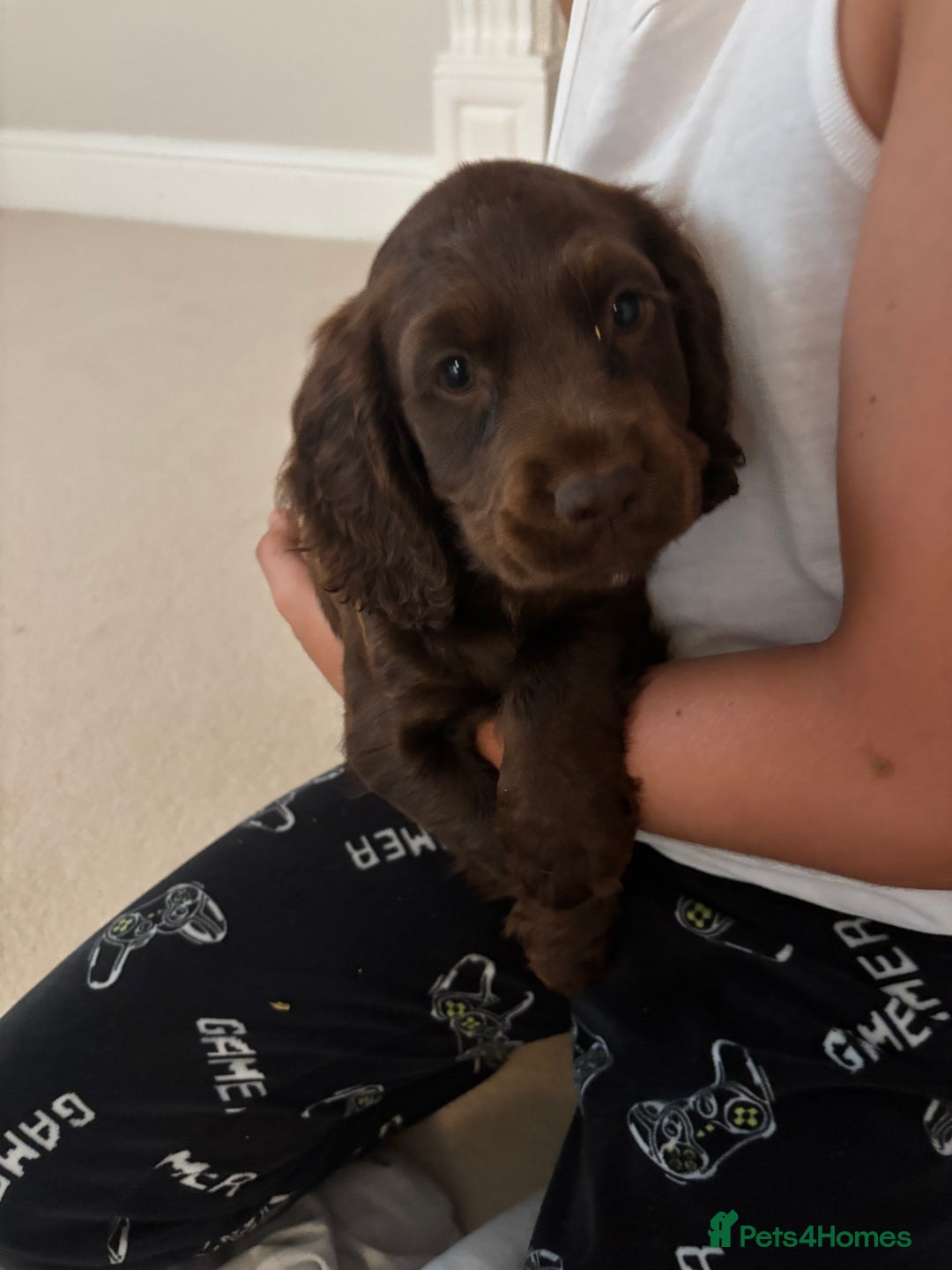 Cocker Spaniel dogs for sale: Working cocker spaniel puppies  in Bury Saint Edmunds - Image 9