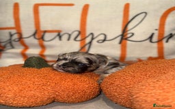 French Bulldog dogs for sale: 3 weeks old Fluffy french bulldog puppies - Image 2