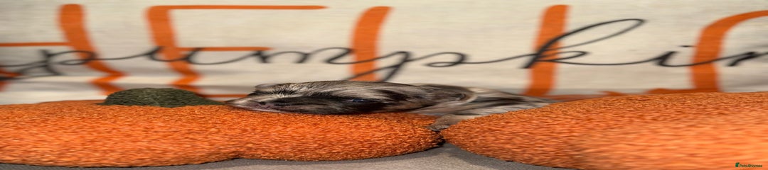 French Bulldog Puppy 2