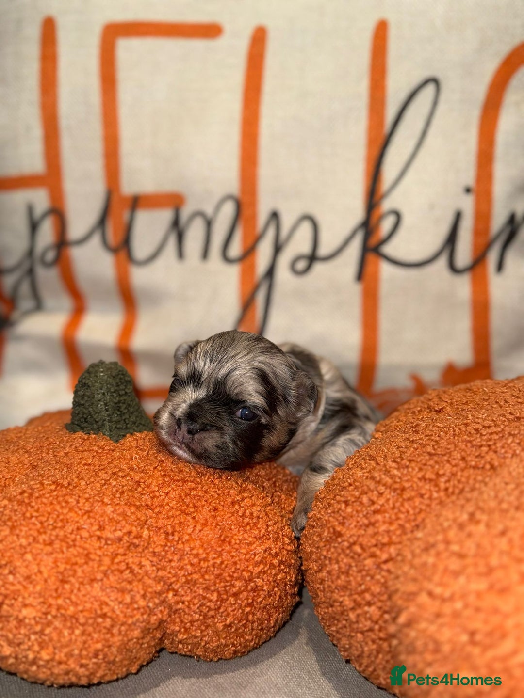 French Bulldog dogs for sale: 3 weeks old Fluffy french bulldog puppies - Image 2