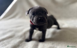 Staffordshire Bull Terrier dogs for sale: One red collar boy left and ready for loving home… - Image 8