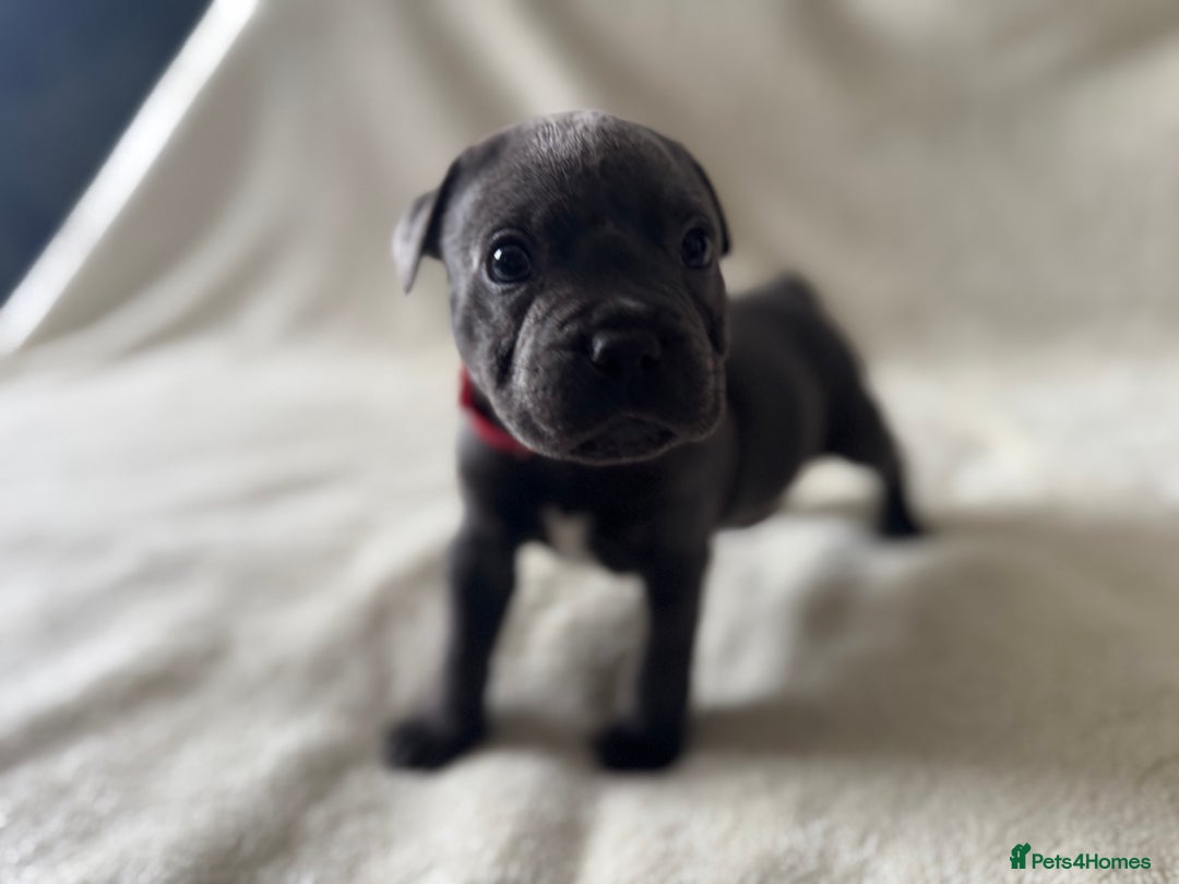 Staffordshire Bull Terrier dogs for sale: One red collar boy left and ready for loving home… - Image 8