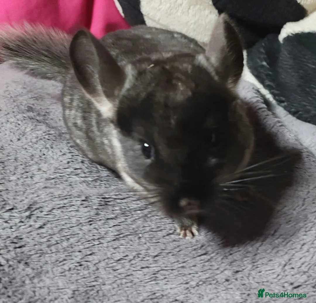 Chinchilla rodents for sale: Baby female black chinchillas - Advert 2