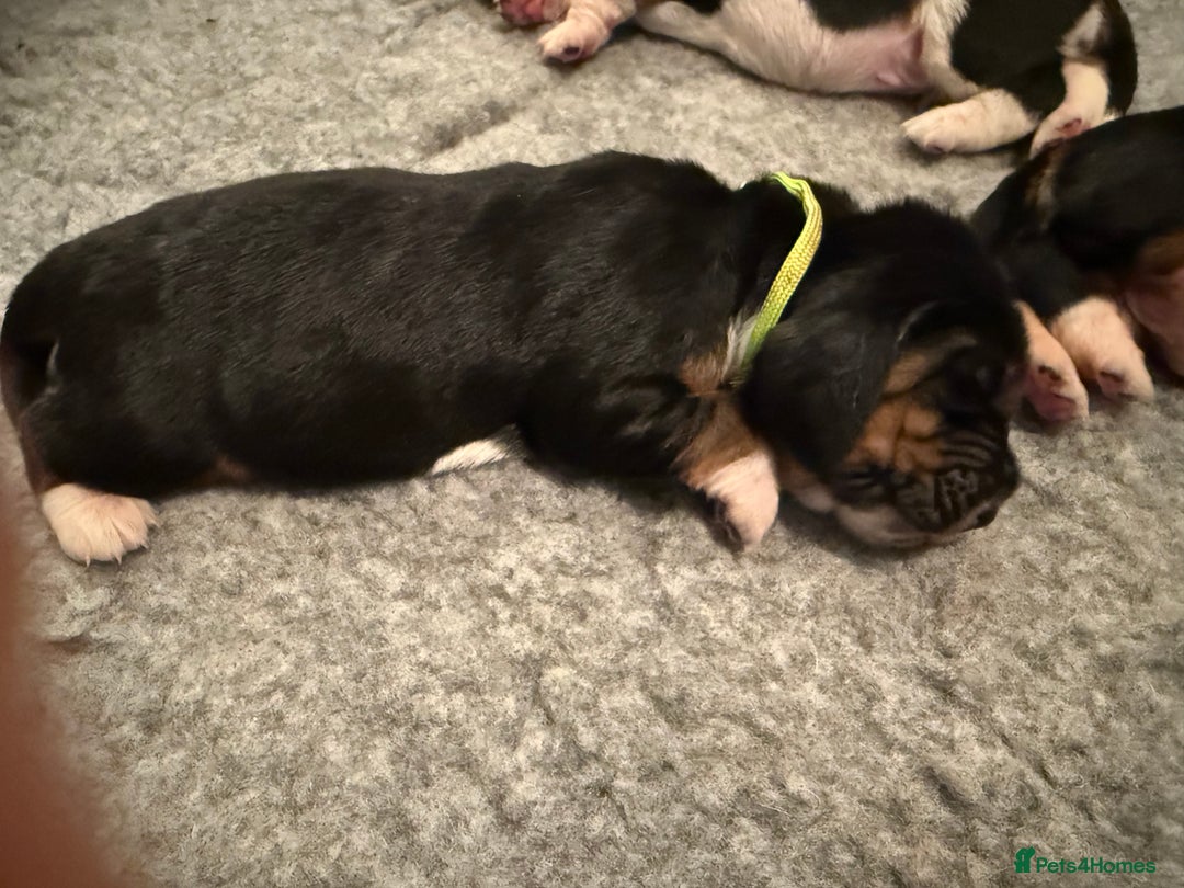 Basset Hound dogs for sale: Beautiful Basset Hound Puppies - Image 10
