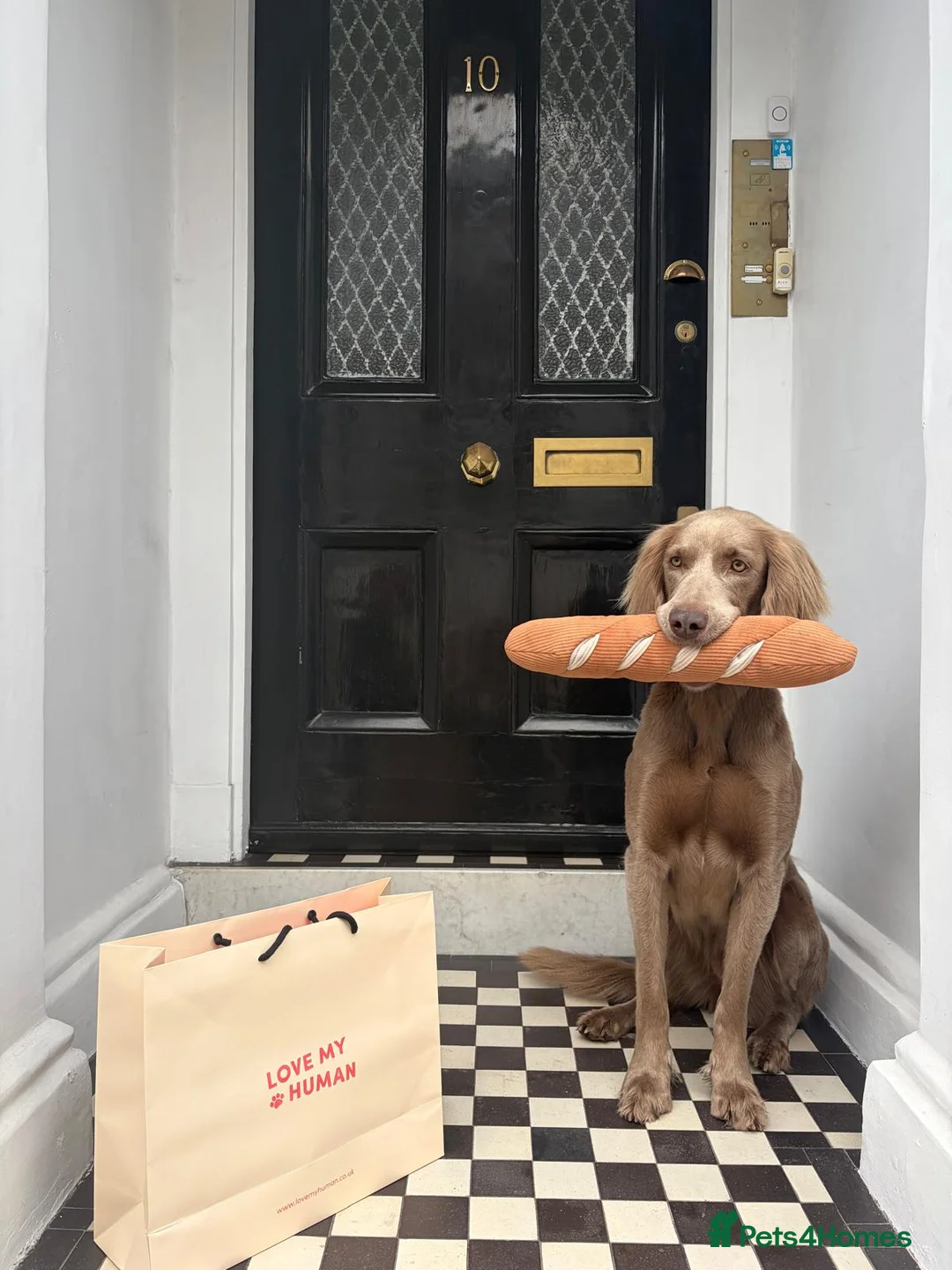 Weimaraner dogs for sale: Long & Short Haired Weimaraner KC reg - Advert 5