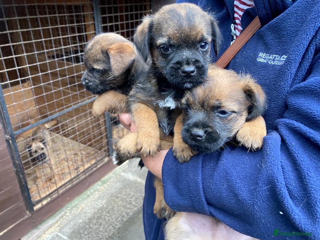 Border Terrier dogs Kc registered border terrier pups - Advert 1
