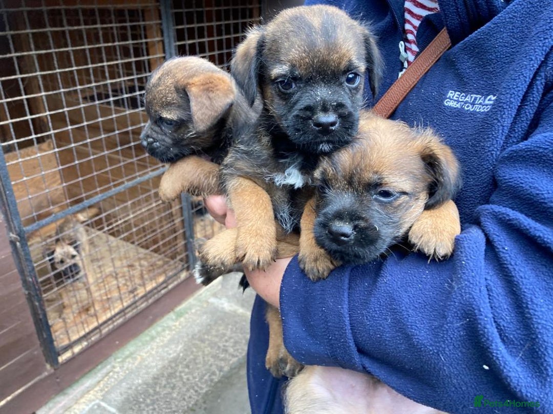 Border Terrier dogs for sale: Kc registered border terrier pups - Advert 1