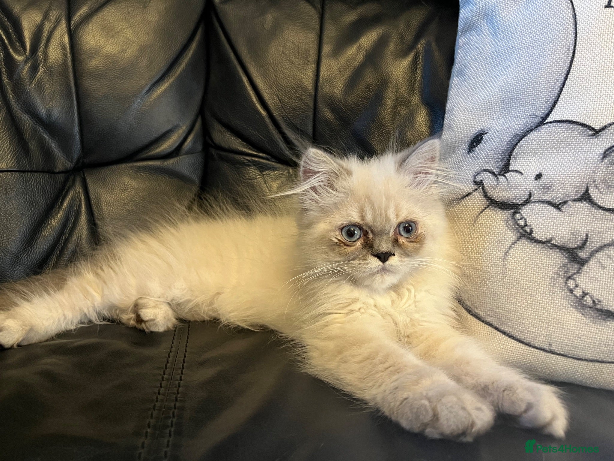 Persian cats Ready Now  Gorgeous blue eyed Himalayan cutie (M)  - Advert 1