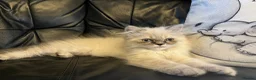 Persian cats for sale: Ready Now  Super playful Persian kitten (M) - Advert 4