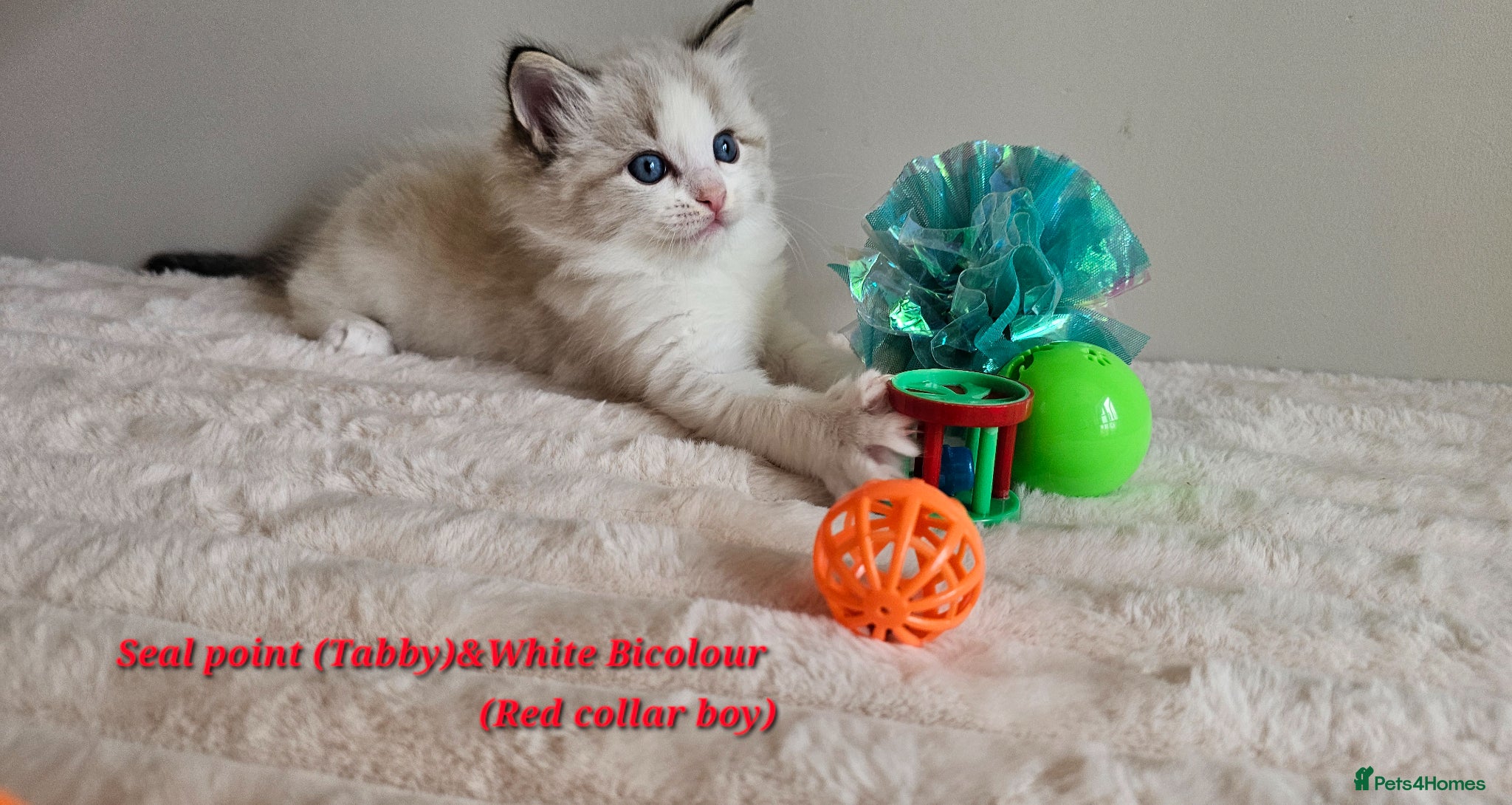 Ragdoll cats Stunning Ragdoll kittens GCCF Pet /Active  - Advert 2