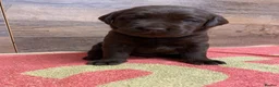 Labrador Retriever dogs for sale: KC Registered Chocolate Labrador Puppies - Advert 7