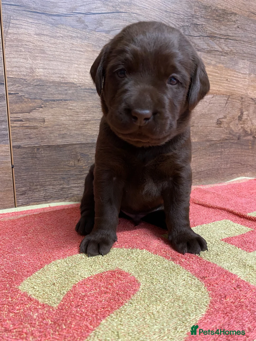 Labrador Retriever dogs for sale: KC Registered Chocolate Labrador Puppies - Advert 7