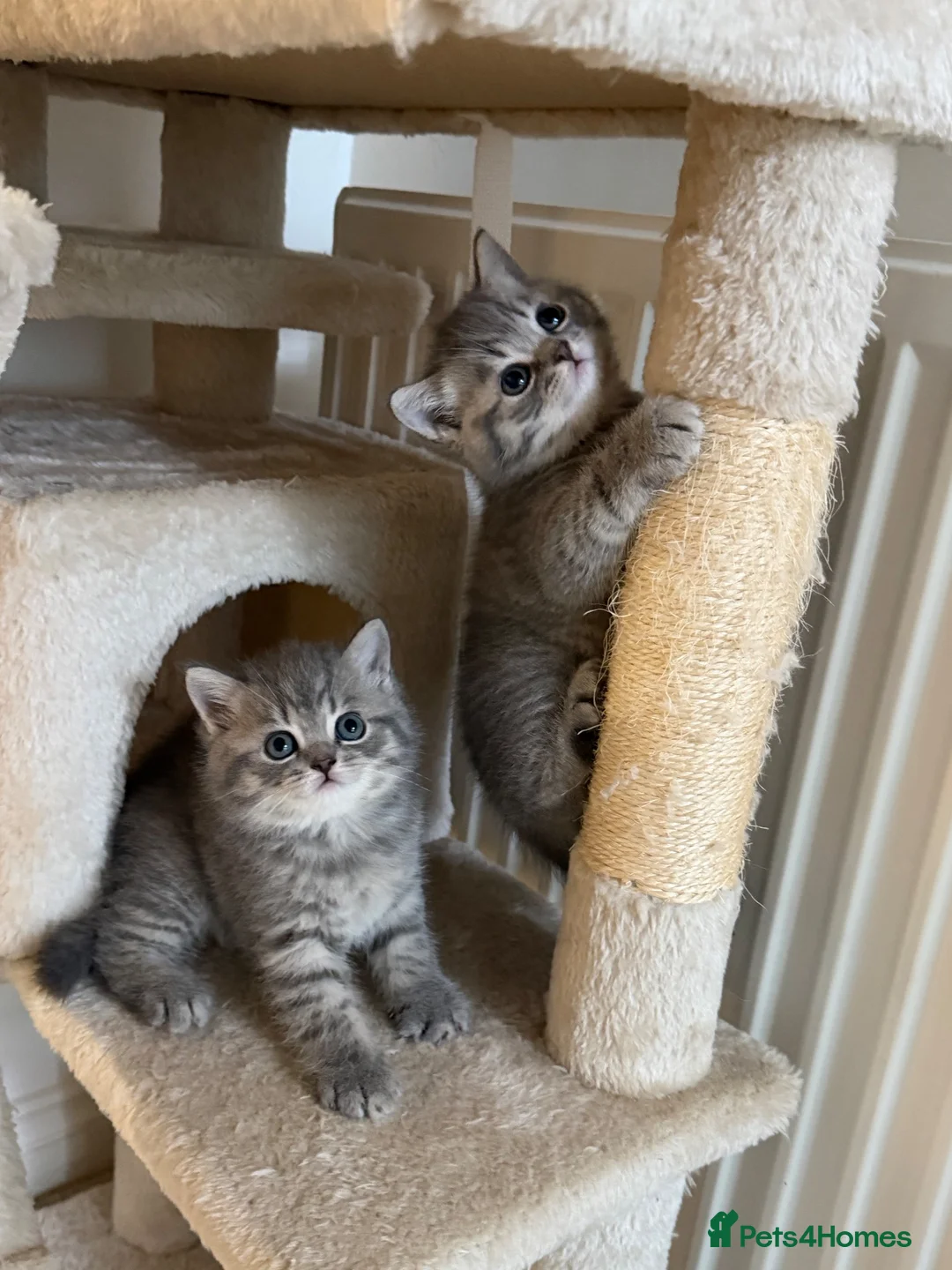 British Shorthair cats for sale: British Shorthair Tabby 1 - Advert 1