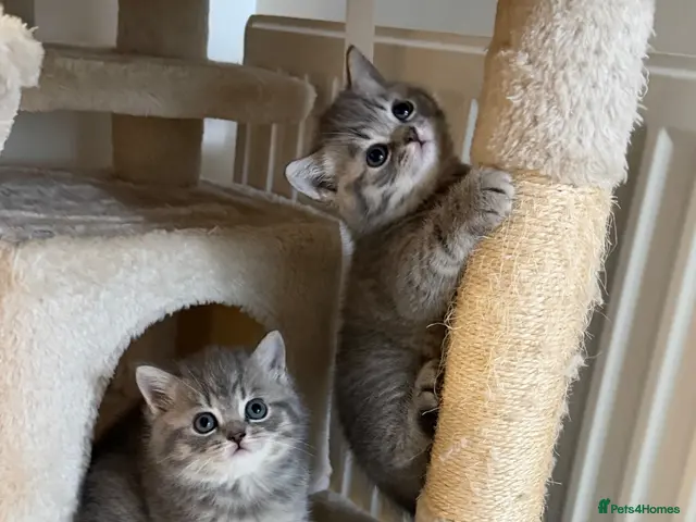 British Shorthair cats for sale: British Shorthair Tabby 1 - Advert 9