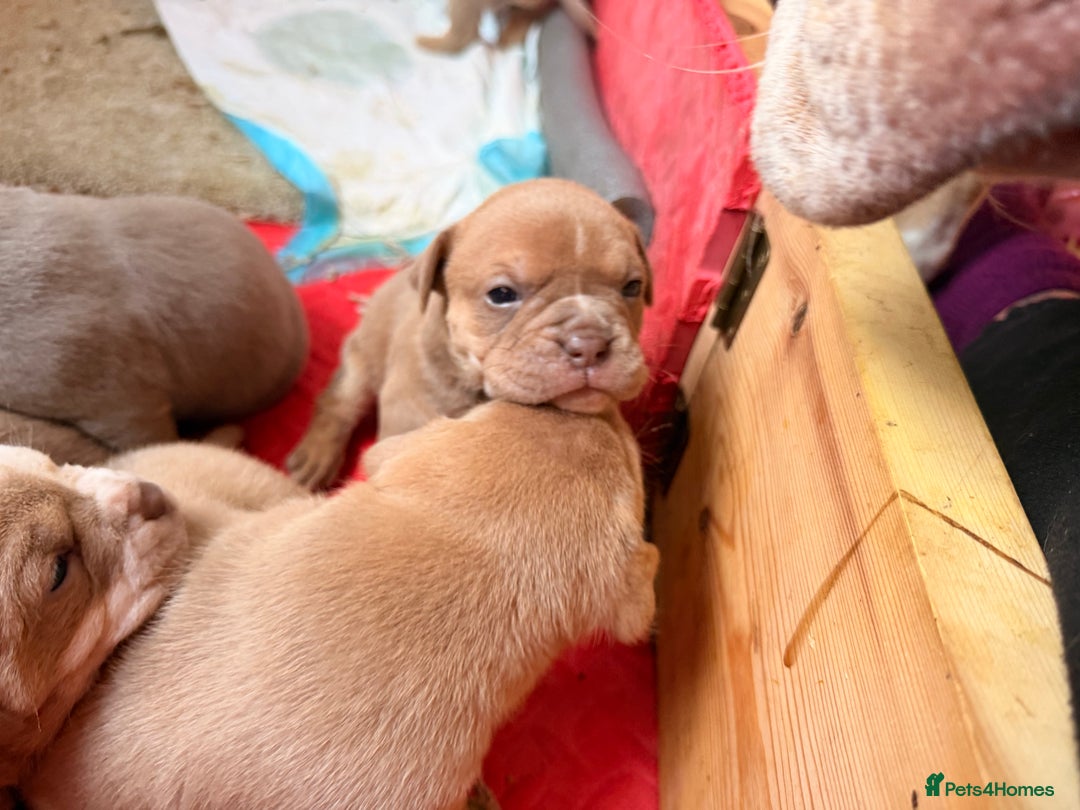 Olde English Bulldogge dogs for sale: Olde English Bulldog Puppies - Family Raised  - Advert 27