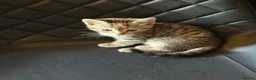 Mixed Breed cats for sale: Kittens for sale  - Advert 4