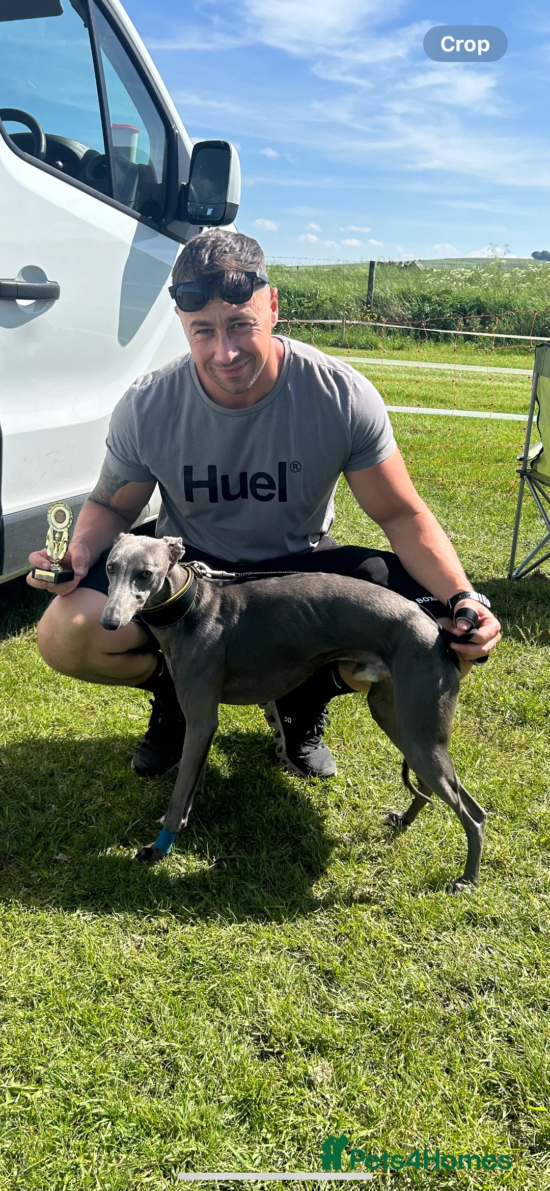 Whippet dogs for stud: KC Registered Blue Whippet Proven Stud Dog in Barnsley - Advert 15