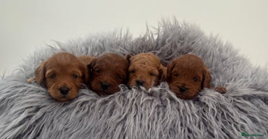 Cavapoo dogs - Advert 15