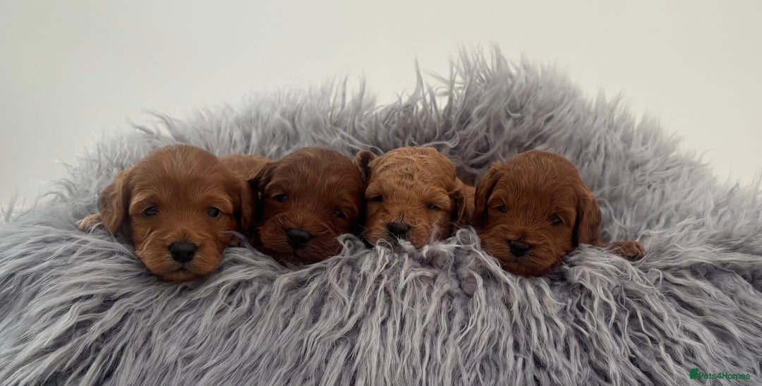 Cavapoo dogs for sale: EXTENSIVELY HEALTH TESTED Toy Cavapoos - Image 2