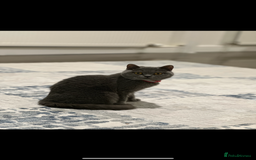 British Shorthair cats for sale: Her name is Rose  - Image 1