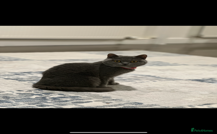 British Shorthair cats - Advert 1