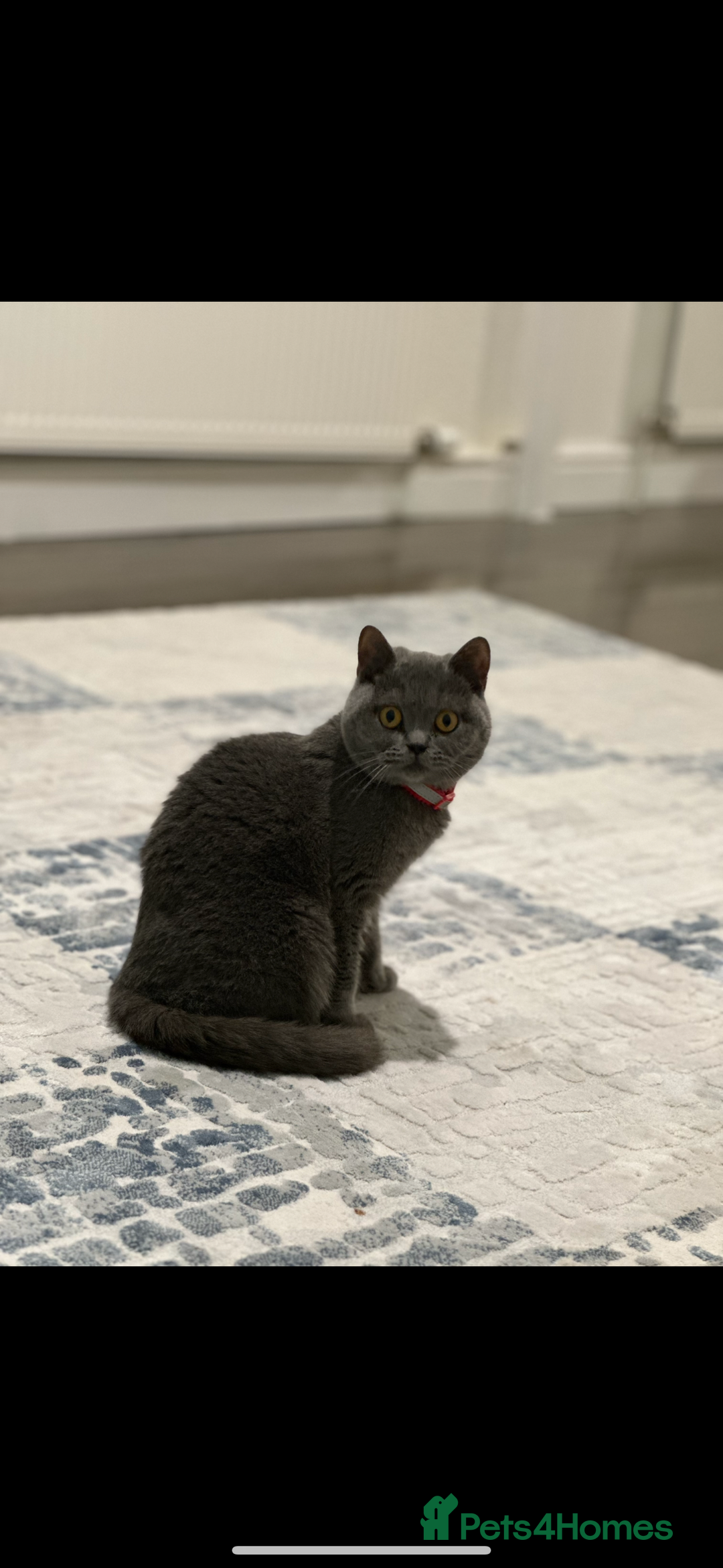 British Shorthair cats for sale: Her name is Rose  - Image 1