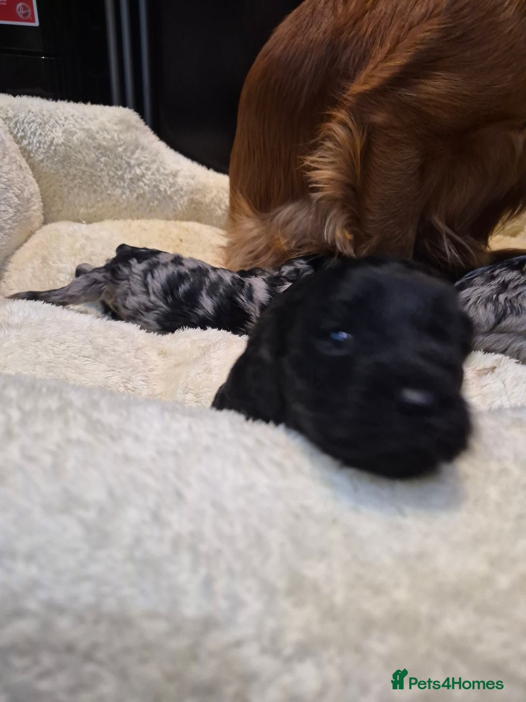 Cavapoo dogs for sale: Rare merle f1 cavapoo puppies  - Advert 3