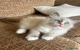 Ragdoll cats for sale: Pure longhair Ragdoll Kittens - Raised with Soul - Image 22