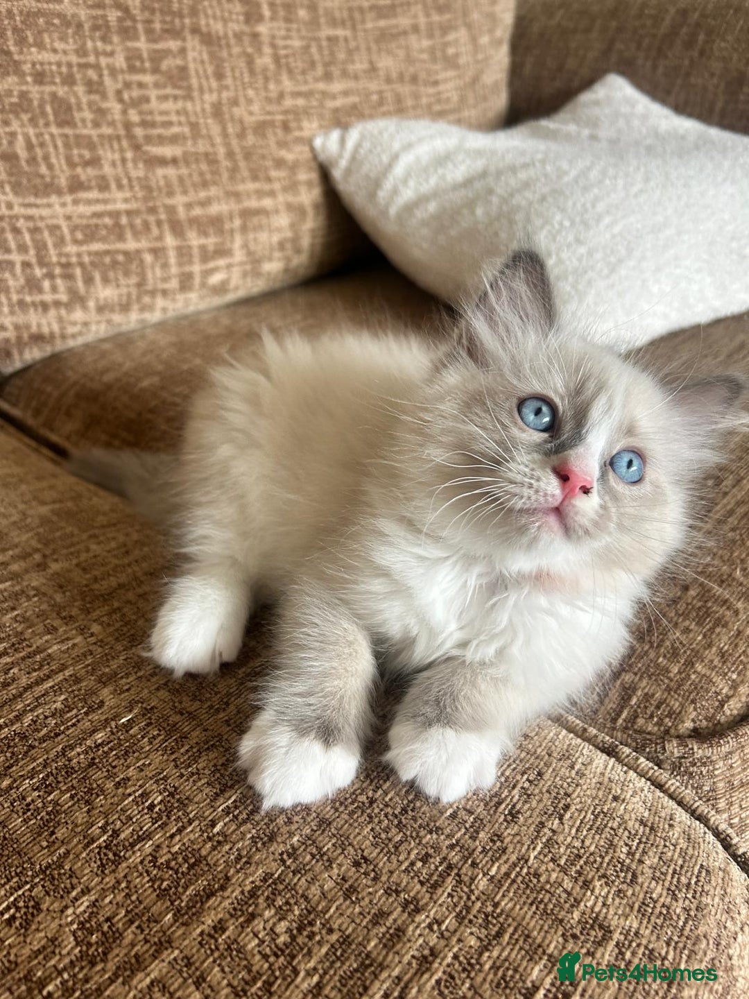 Ragdoll cats for sale: Pure longhair Ragdoll Kittens - Raised with Soul - Image 22