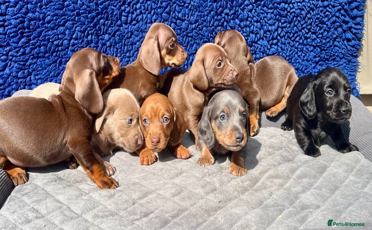 Dachshund dogs - Advert 9