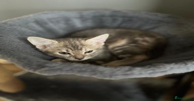 Maine Coon cats - Advert 4