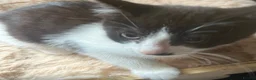 Mixed Breed cats for sale: Beautiful kittens - Advert 2