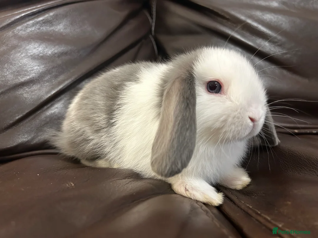 Mini Lop rabbits for sale: Baby minilops for sale  - Advert 2