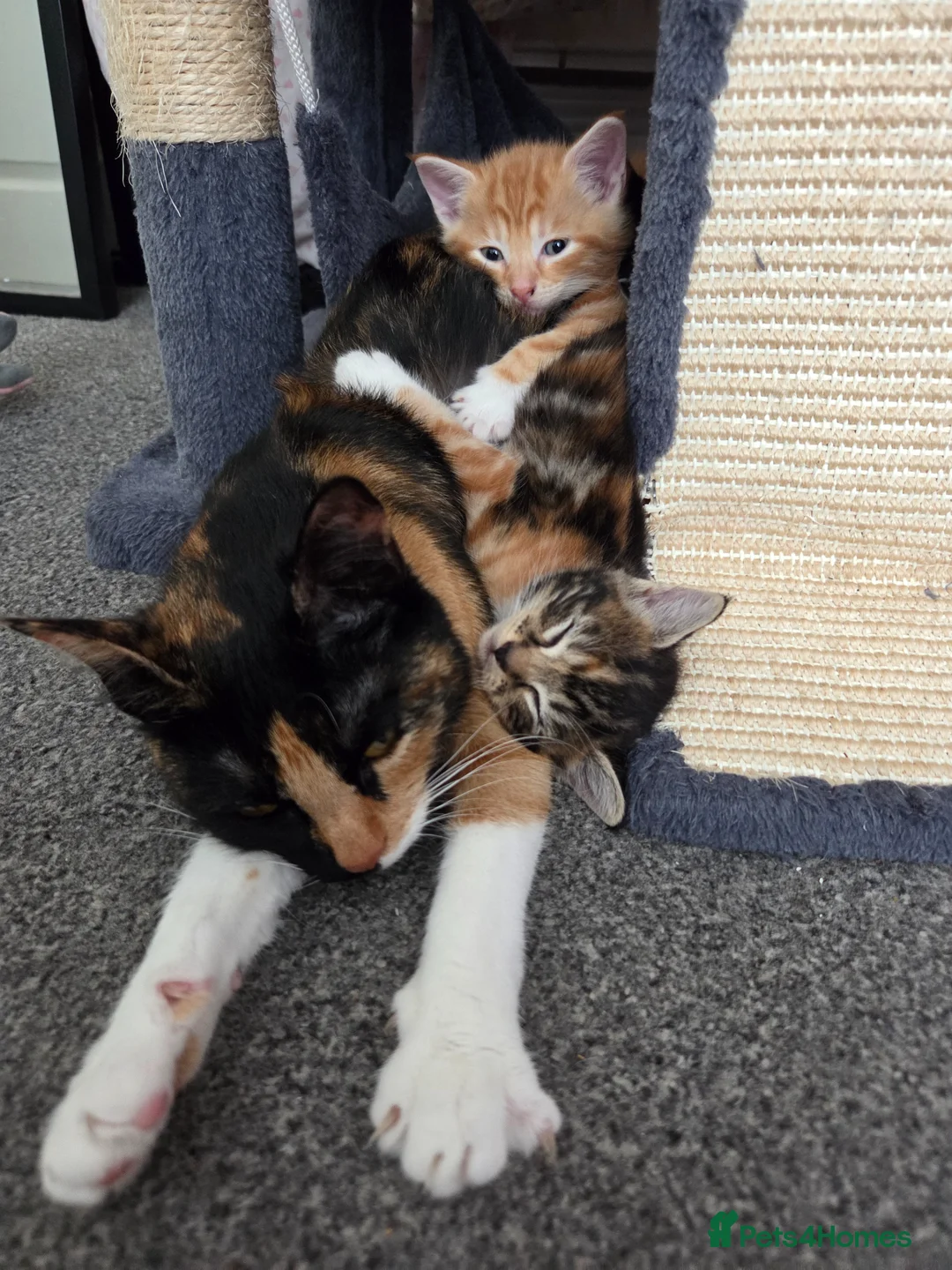 Mixed Breed cats for sale: 3 beautiful kittens  - Advert 1
