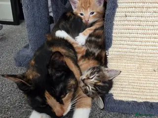 Mixed Breed cats 3 beautiful kittens - Advert 2