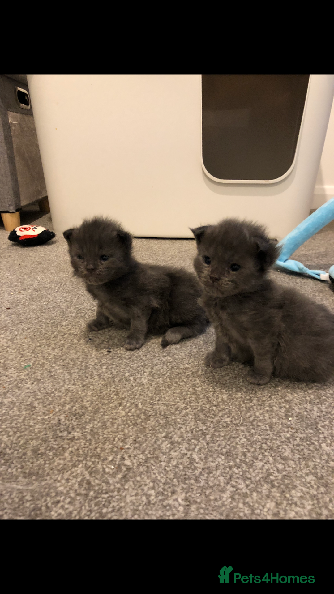 Maine Coon cats for sale: 💖1 Left💖 Blue/Black Smoked or Solid Maine Coons  - Advert 21