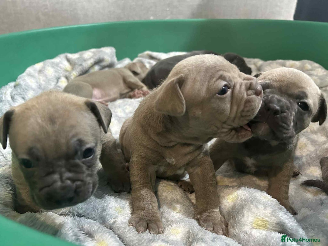 Mixed Breed dogs for sale: French Buldog in Liverpool - Image 20