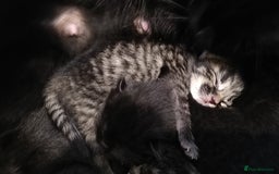 Domestic Shorthair cats for sale: Kittens looking for forever homes  - Image 3