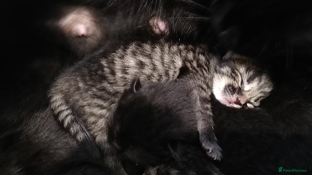 Domestic Shorthair cats for sale: Kittens looking for forever homes  - Image 3