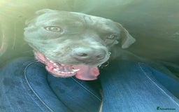 Cane Corso dogs for sale: Female 9 month old cane corso - Image 2