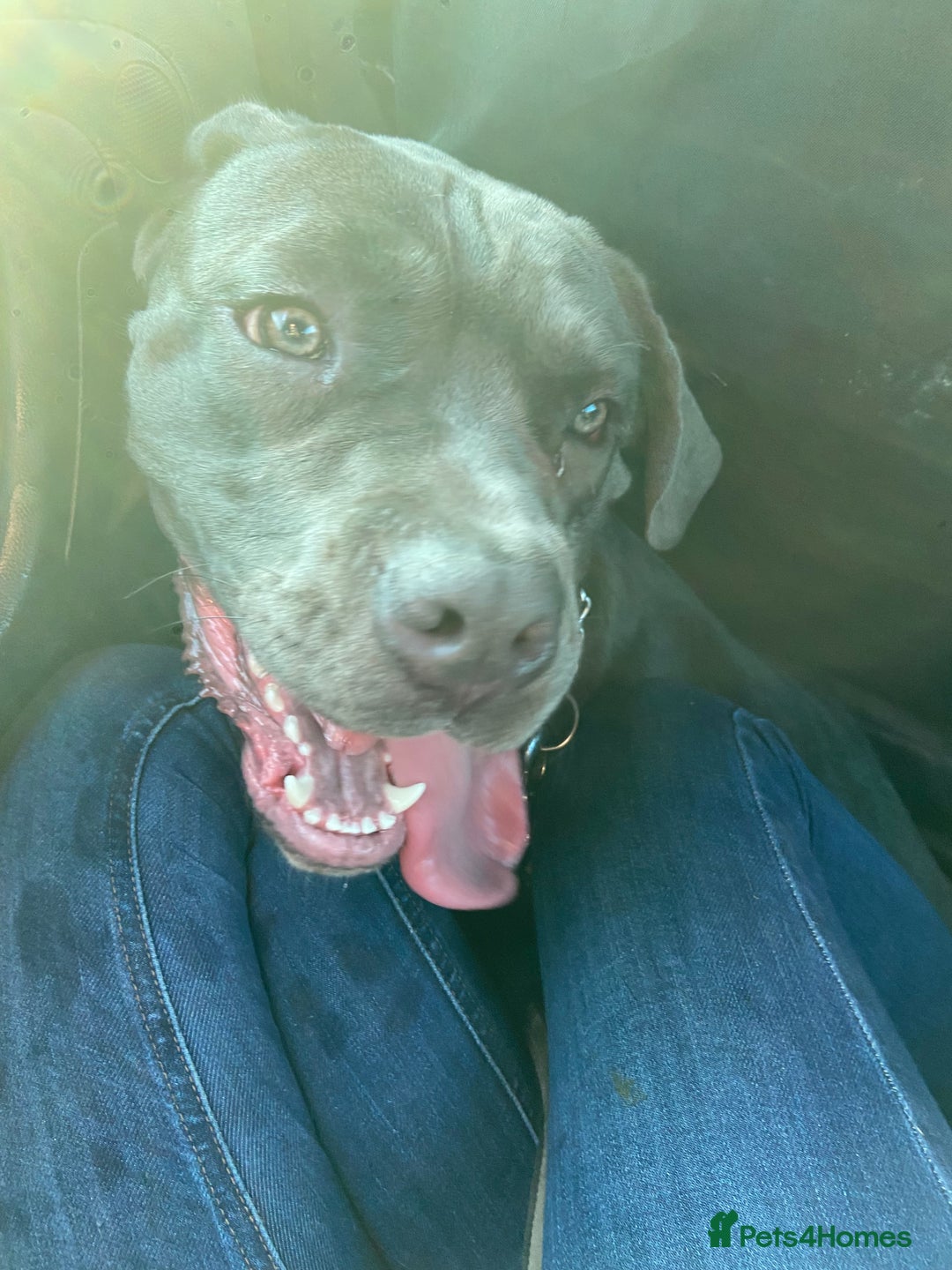 Cane Corso dogs for sale: Female 9 month old cane corso - Image 2