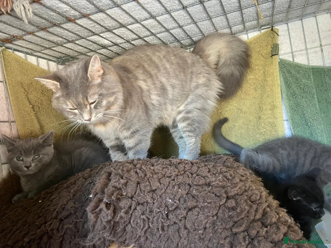 Mixed Breed cats for sale: Farm reared kittens - Advert 6